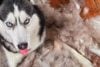 Коли в помешканні живе домашній улюбленець