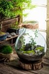 Ось-ось завітає весна. Пропонуємо створити весняну атмосферу – «Forest in the jar».